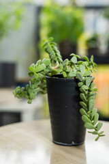 秋の塊根植物　ケラリア ピグマエア