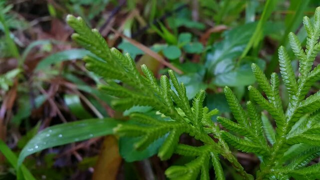 It is referred to by the common names Krauss' spikemoss, Krauss's clubmoss, or African clubmoss, and is found naturally in parts of Sub-Saharan Africa and in Macaronesia.