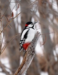 cardinal on a branch