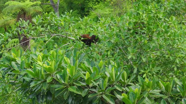 A captivating aerial shot showcases a howler monkey navigating through the lush, vibrant greenery of the Costa Rican jungle, highlighting the incredible wildlife present