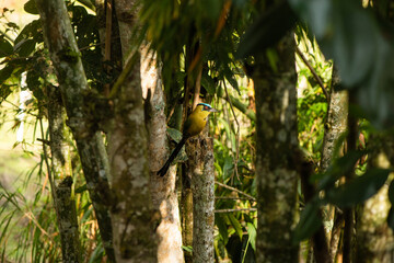 Momotus  bird on a stick in nature on sunny day. Exotic birds, ANDEAN BARRANQUERO Scientific name: Momotus momota, monogomous birds.
