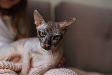 Mystic Sphynx. The Green-Eyed Marvel. a bald Sphynx cat with striking green eyes.