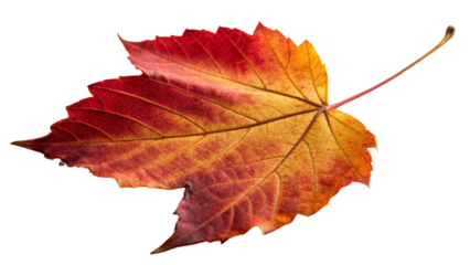 Isolated autumn maple leaf in shades of red, orange, and yellow on a white background