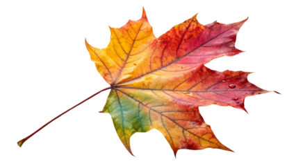 Isolated autumn maple leaf in shades of red, orange, and yellow on a white background