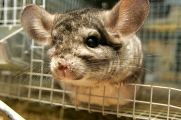 Obraz premium Little gray chinchilla in chinchilla farm. Gray little chinchilla in a cage. Chinchilla portrait