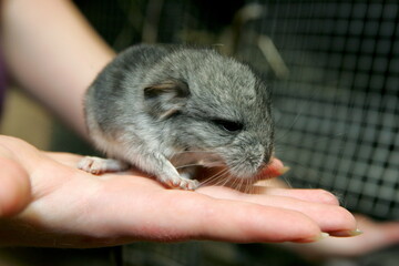 Little gray chinchilla in chinchilla farm. Gray little chinchilla in a cage. Chinchilla portrait