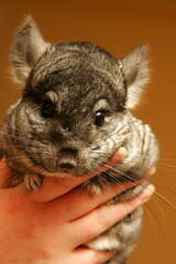 Little gray chinchilla in chinchilla farm. Gray little chinchilla in a cage. Chinchilla portrait