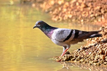 pigeon on the ground