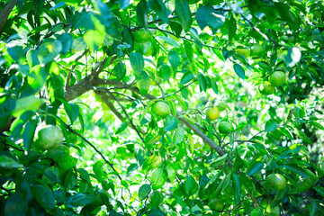 ゆこう（柚香）