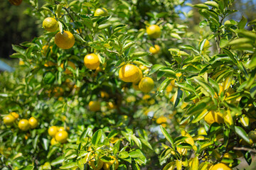 ゆこう（柚香）