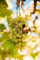 Bunches of ripe grapes for wine production in vineyards. Large brushes of white grapes are hanging in the garden. Bright sunny day. Natural background.