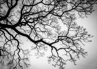 Fototapeta premium Black and White Tree Branch Silhouette Set - Artistic Nature Photography, Minimalist Wall Art, Monochrome Tree Designs, Nature Decor, Rustic Home Decor, Botanical Illustrations