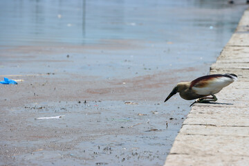 Bird Perched on the Edge of a Lake, Highlighting Wildlife and the Natural Beauty of the Outdoors in a Scenic Setting