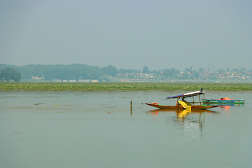 Yellow and Orange Boats Floating on Calm Lake with Mountain Backdrop, Dal lake Kashmir