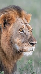 Obraz premium A proud lion surveys its surroundings as the sun sets over the vast African savannah, highlighting its regal features and stunning fur