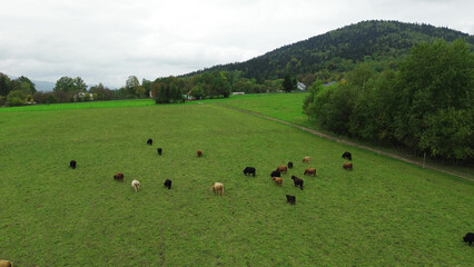 Mountain farm with grazing highland cows, aerial view