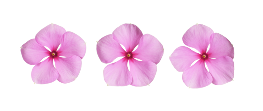 Set of pink catharanthus flowers isolated on white or transparent background