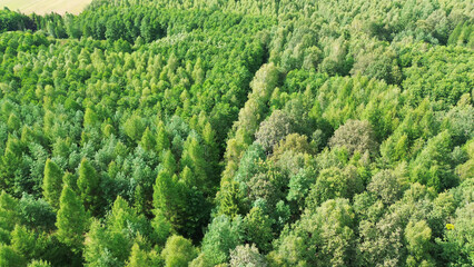 Lush green forest seen from above