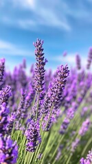 Obraz premium A close-up of lavender flowers in full bloom, with rows of purple flowers stretching into the distance under a bright blue sky