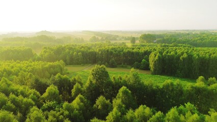 Sun rays pierce through misty forest canopy