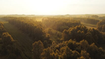 Obraz premium Morning light over lush green forest, aerial view