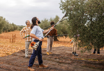 Farmers harvesting olives with modern tools in an olive grove