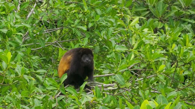 Dive into the vibrant greenery of Costa Ricas stunning landscapes, highlighted by a captivating aerial shot of a howler monkey nestled among the lush foliage