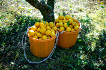 柚香（ゆこう）