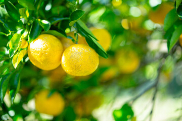 柚香（ゆこう）