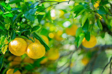 柚香（ゆこう）