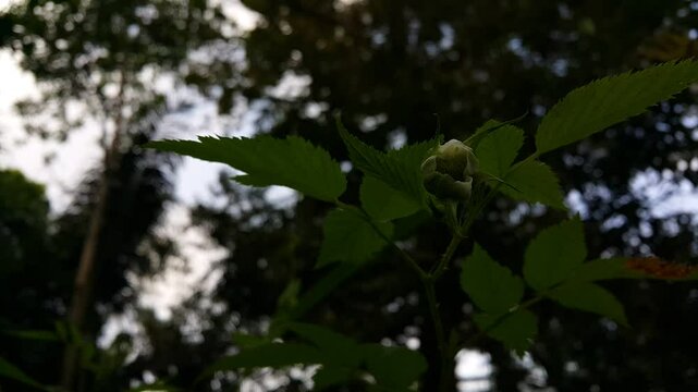 Aesthetic footage of unbloomed flowers focused on the foreground. 4k footage in the forest.