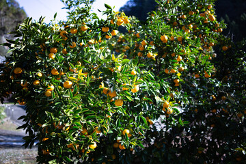 柚香（ゆこう）