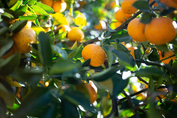 柚香（ゆこう）