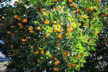 柚香（ゆこう）