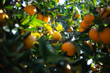 柚香（ゆこう）