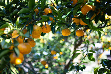 柚香（ゆこう）