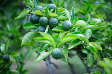 柚香（ゆこう）