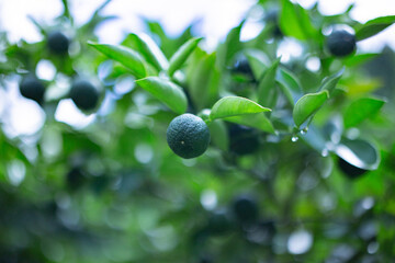 柚香（ゆこう）