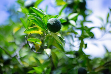 柚香（ゆこう）