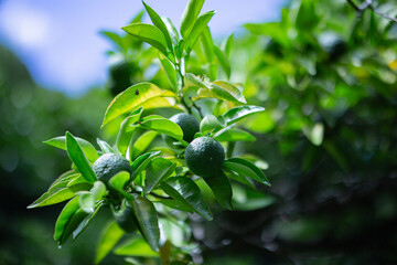 柚香（ゆこう）