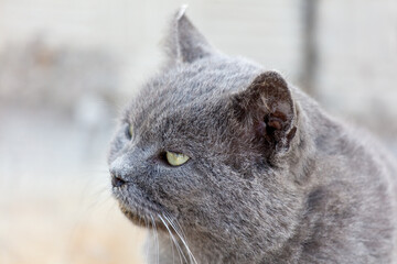 A grey cat with a green eye stares at the camera