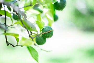 ゆこう（柚香）