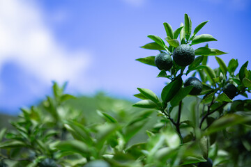 ゆこう（柚香）