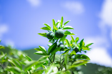 ゆこう（柚香）