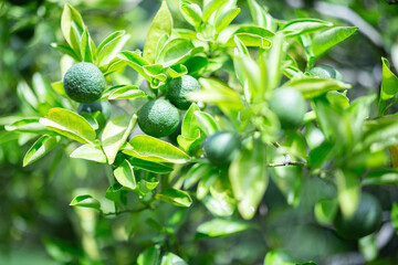 柚香（ゆこう）