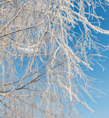 A tree with a lot of snow on it is in front of a blue sky