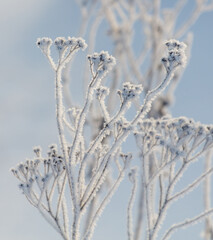 A tree covered in snow and ice