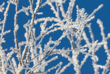 A tree with a lot of snow on it is in front of a blue sky