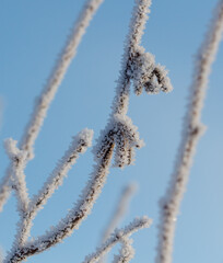 A branch covered in frost and snow, with a blue sky in the background