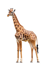 Fototapeta premium Tall giraffe with unique patterned spots, isolated on transparent background, African wildlife, nature conservation, long neck animal, exotic species, safari icon, natural beauty